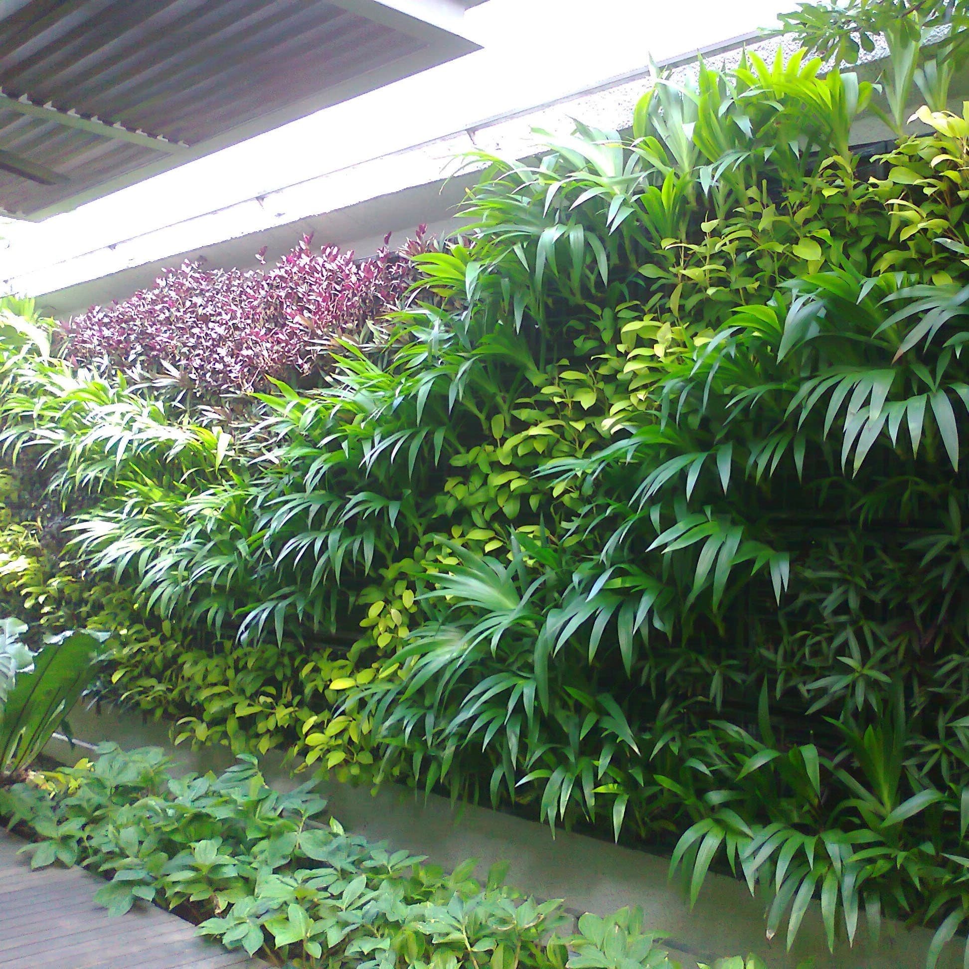 Green wall of layered purple and green foliage at 99 Clover