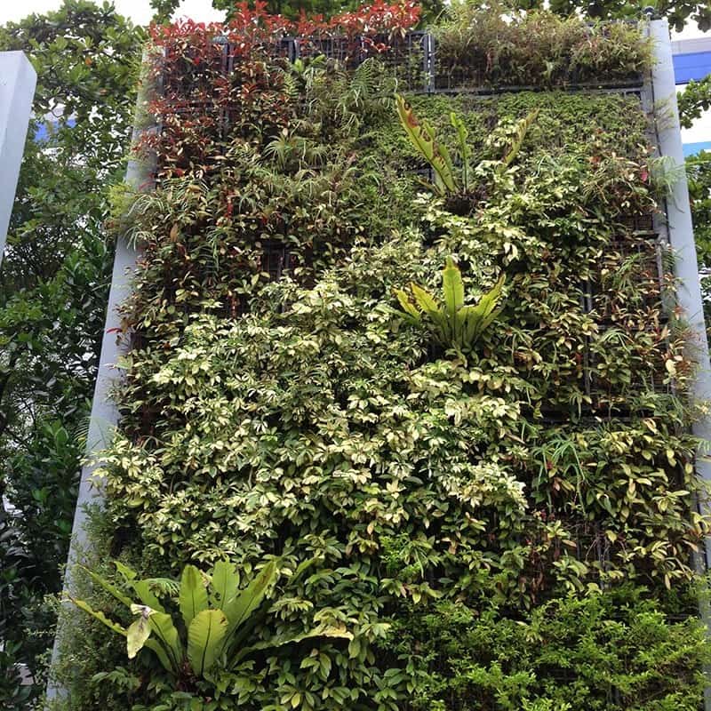 Dense green wall of variegated tropical foliage