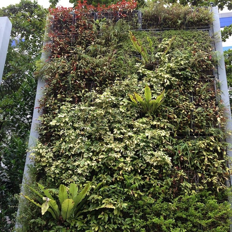 Dense green wall of variegated tropical foliage at Hort Park