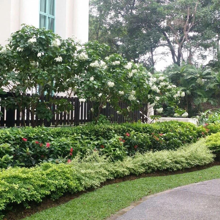 Layered shrub beds and clipped hedging under white-flowering trees beside a driveway