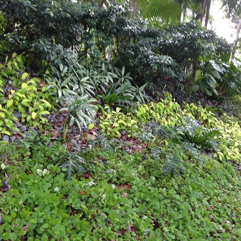 Ground-cover planting bed of mixed foliage