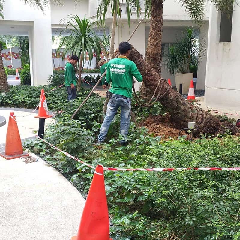 Crystalene crew working a cone-marked planting site